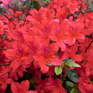 Encore Sunset Azalea